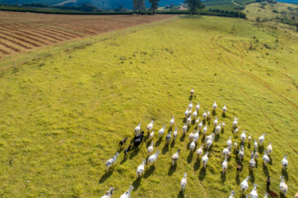 Entenda como João Eustáquio De Almeida Junior analisa a gestão de grandes rebanhos em fazendas de grande porte no campo.