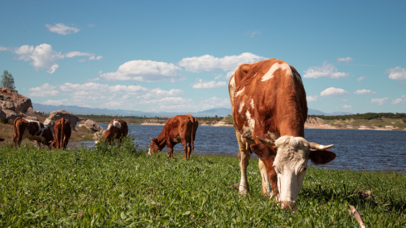 Fazendas de grande porte exigem estratégia, e João Eustáquio De Almeida Junior explica como funciona a gestão eficiente de grandes rebanhos.