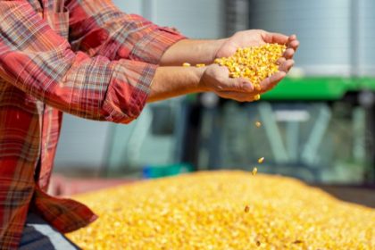 Safra de milho no Rio Grande do Sul avança com ritmo limitado e expõe desafios climáticos e logísticos no agronegócio