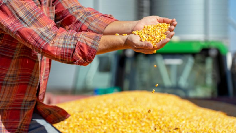 Safra de milho no Rio Grande do Sul avança com ritmo limitado e expõe desafios climáticos e logísticos no agronegócio