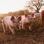 Tecnologia desenvolvida no Paraná transforma o parto de matrizes suínas e eleva eficiência nas granjas brasileiras