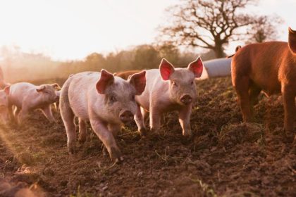 Tecnologia desenvolvida no Paraná transforma o parto de matrizes suínas e eleva eficiência nas granjas brasileiras