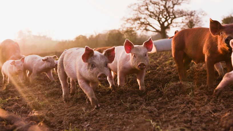 Tecnologia desenvolvida no Paraná transforma o parto de matrizes suínas e eleva eficiência nas granjas brasileiras